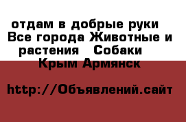 отдам в добрые руки - Все города Животные и растения » Собаки   . Крым,Армянск